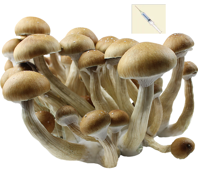 Psilocybe Cubensis PES Amazonian Sporen Spuit